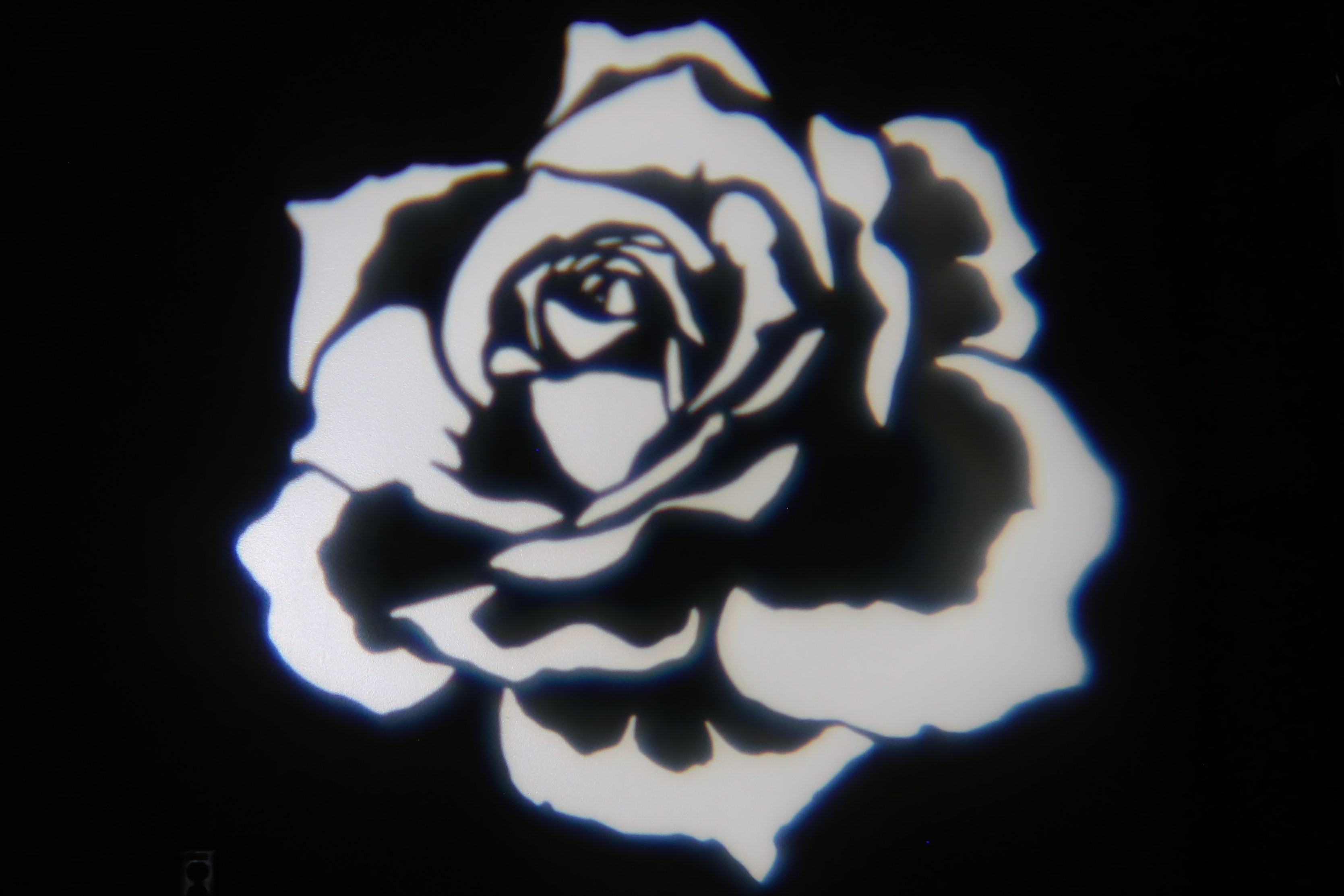 Nature - Rose 1
